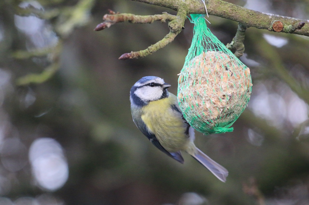 tit  bird  feathers free photo