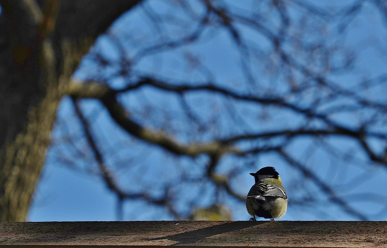 tit bird animal free photo