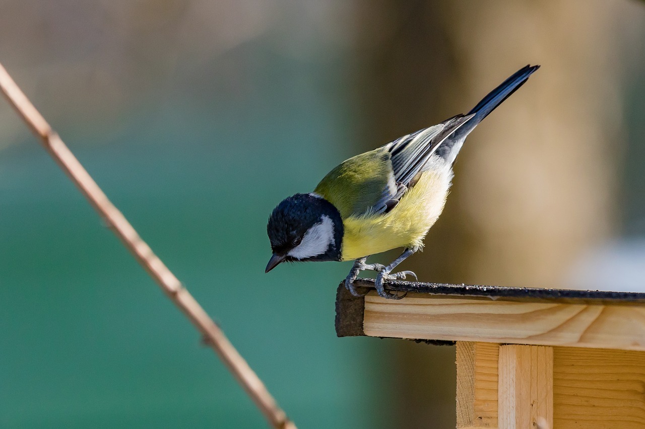 tit  bird  songbird free photo