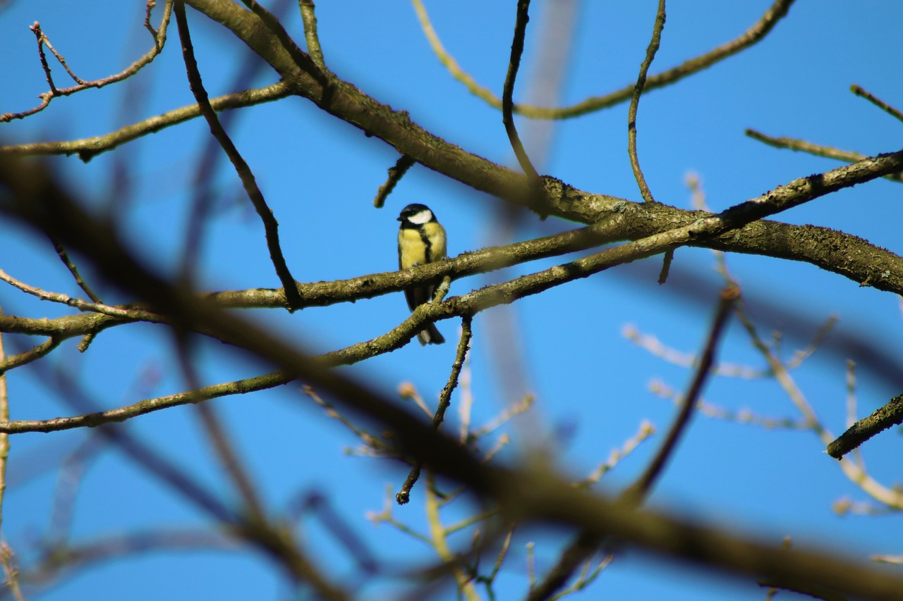 tit  bird  songbird free photo