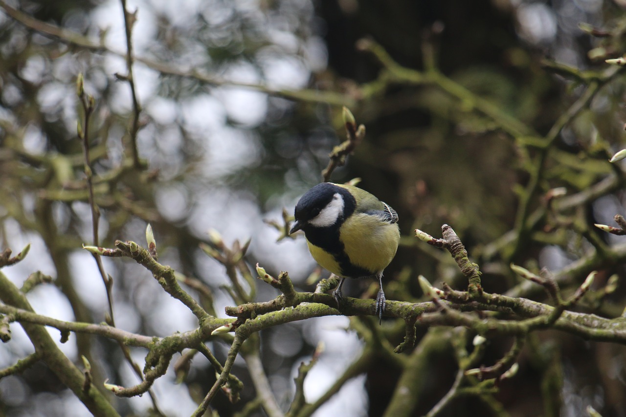 tit  bird  nature free photo