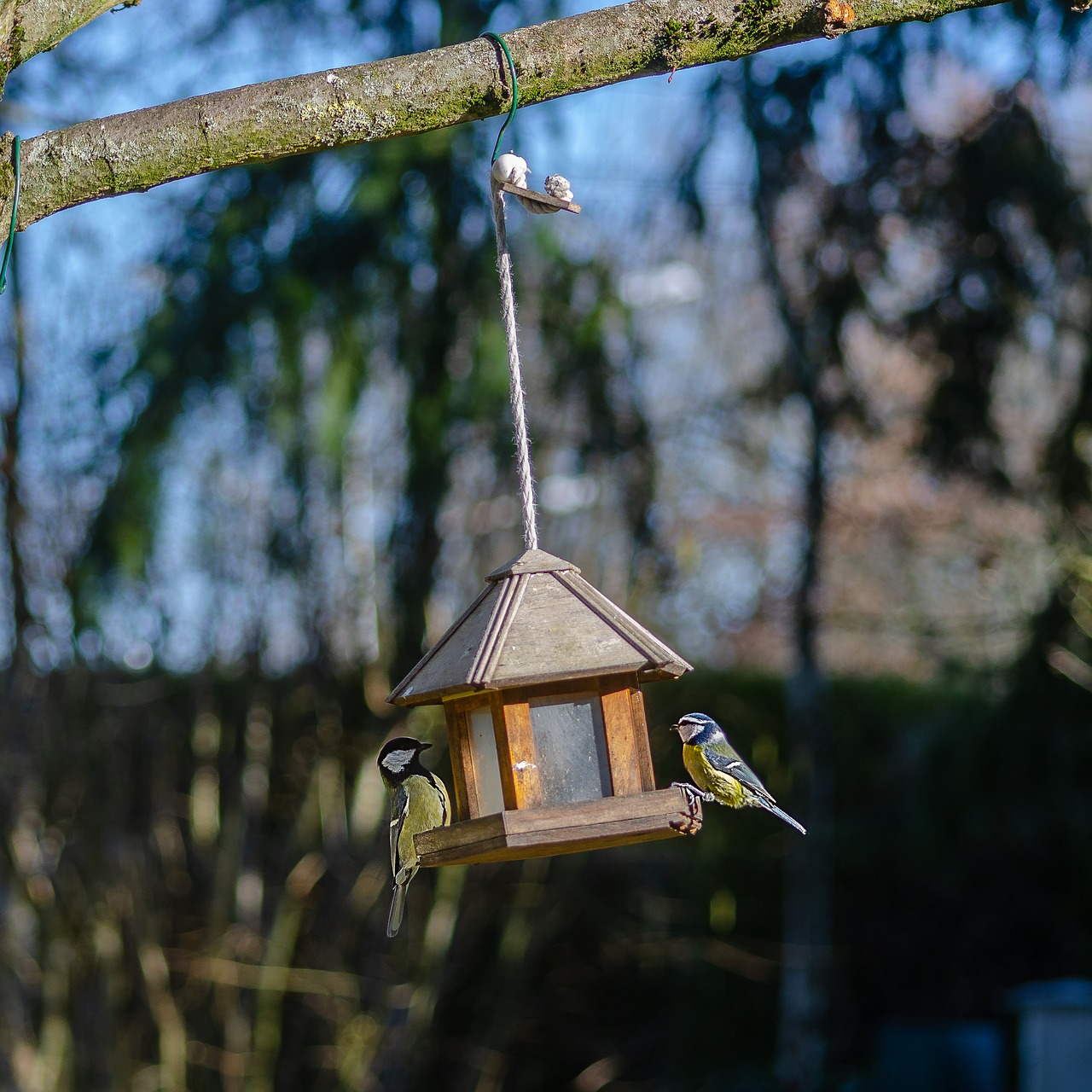 tit  blue  bird free photo