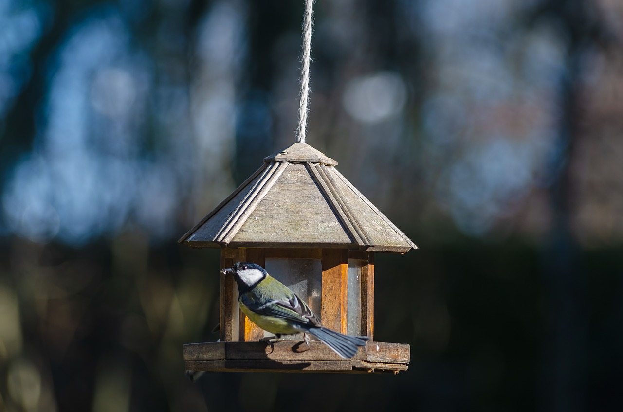 tit  blue  bird free photo