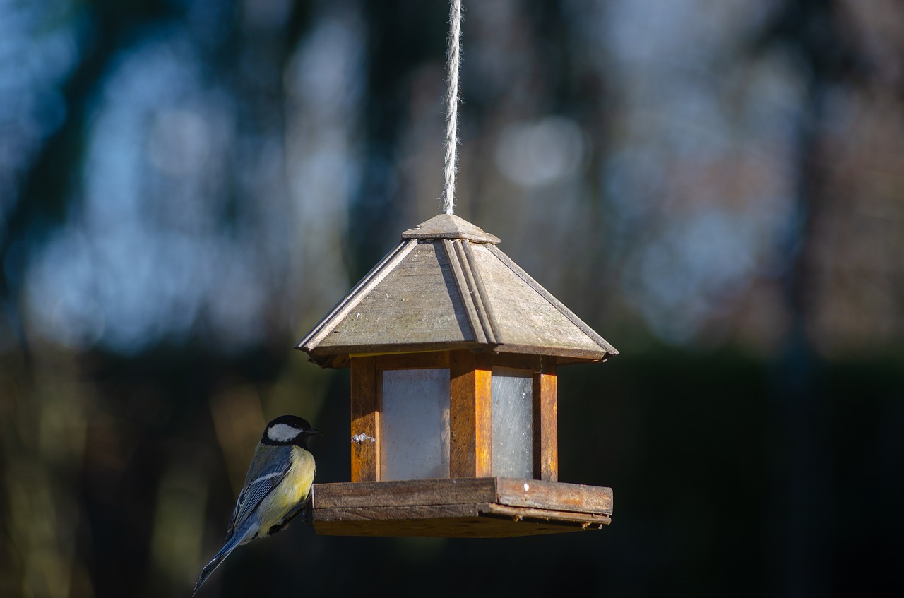 tit  blue  bird free photo