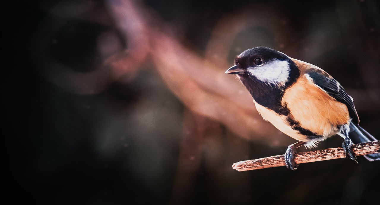 tit  bird  nature free photo