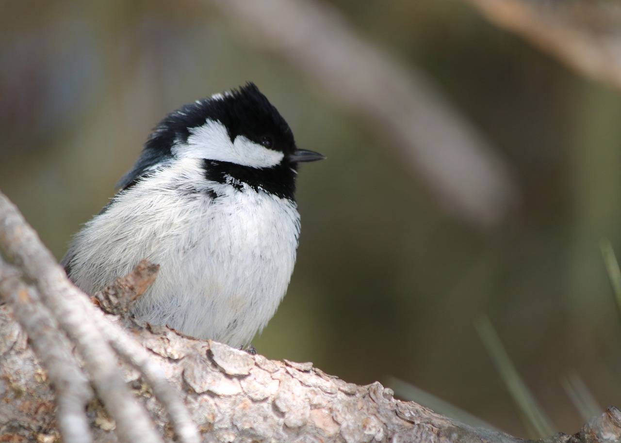 tit  bird  songbird free photo