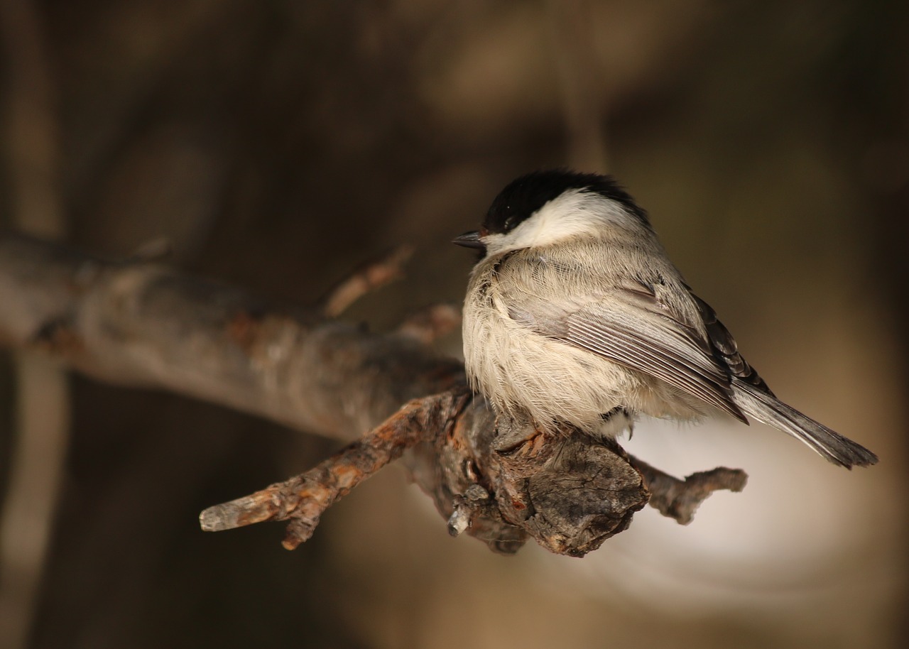 tit  bird  songbird free photo