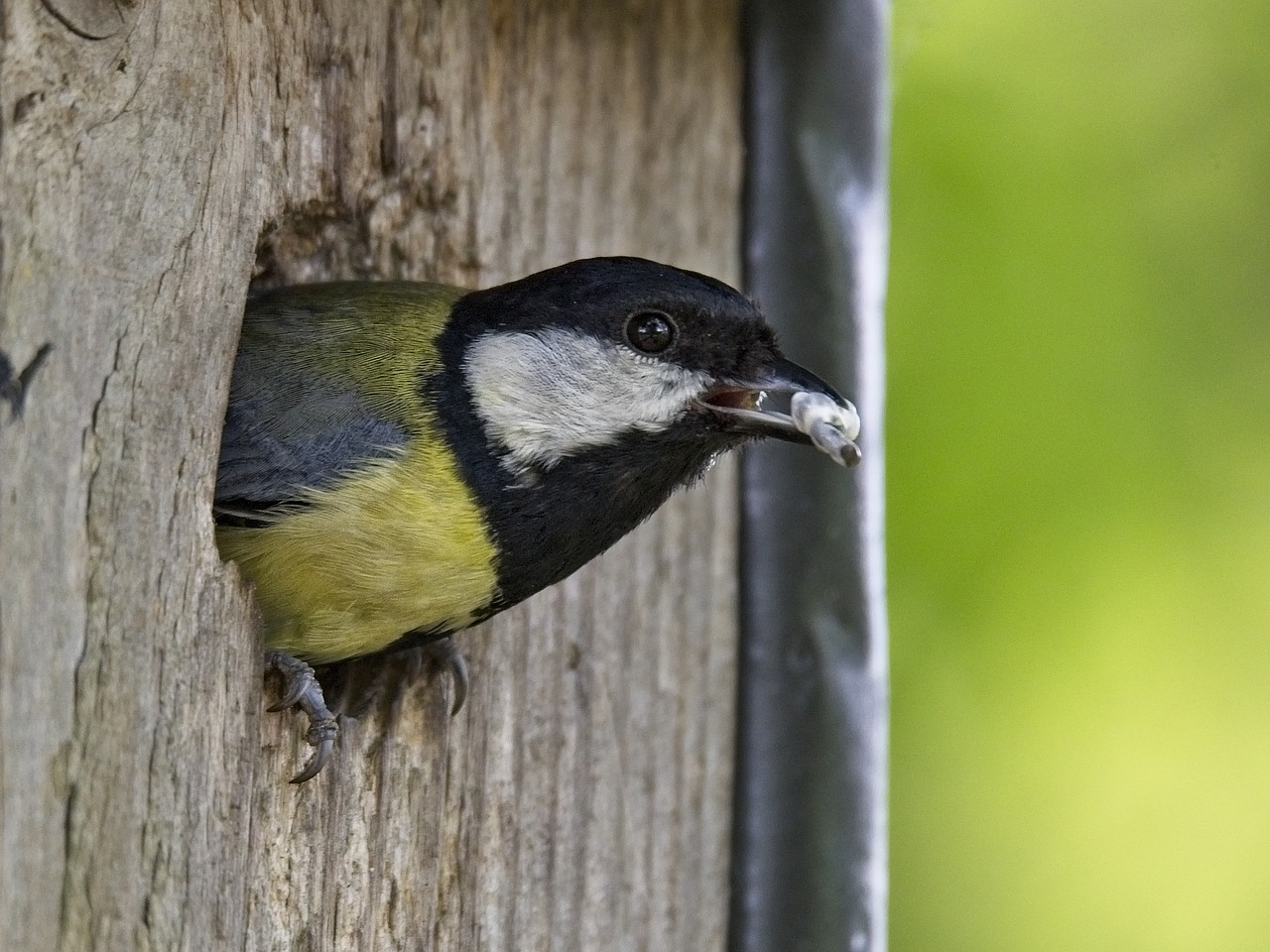 tit  bird  songbird free photo