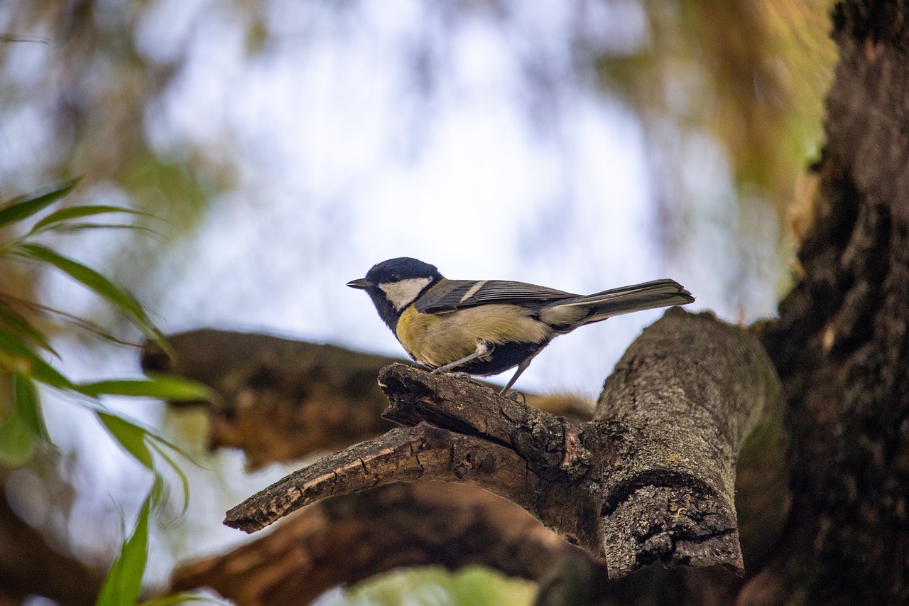 tit  bird  nature free photo