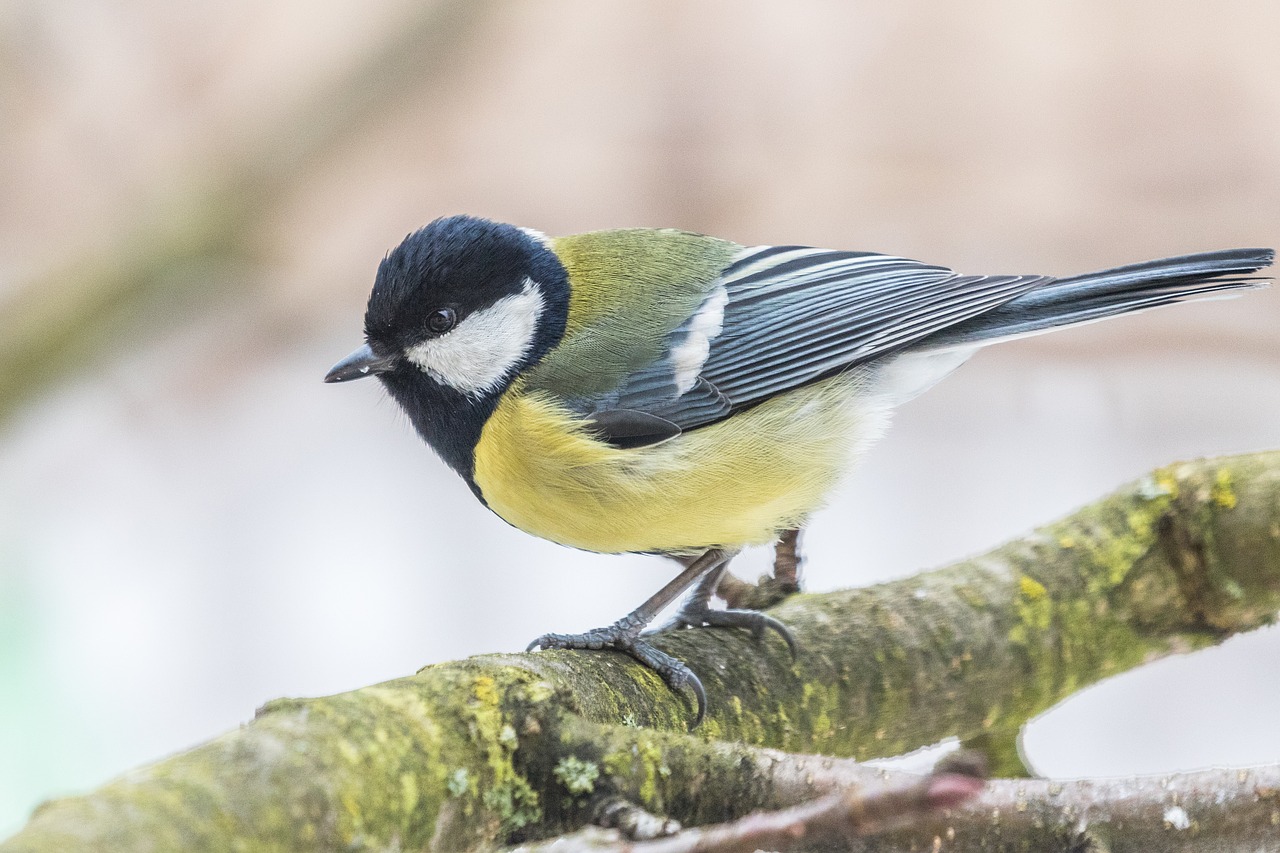 tit  bird  the garden free photo