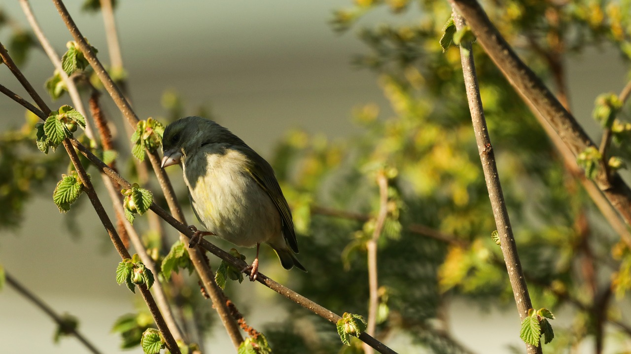 tit  nature  bird free photo