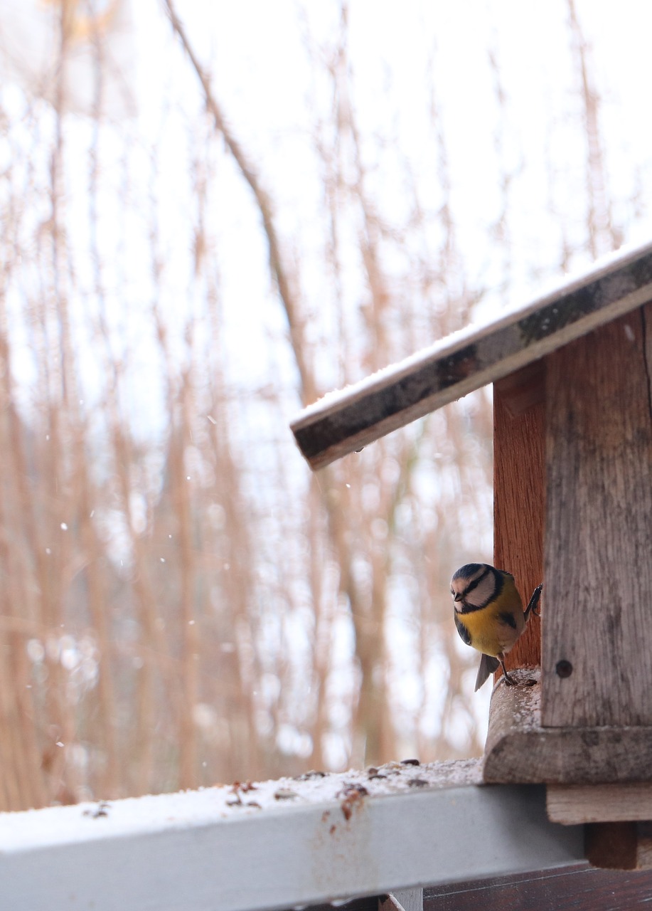 tit  winter  aviary free photo