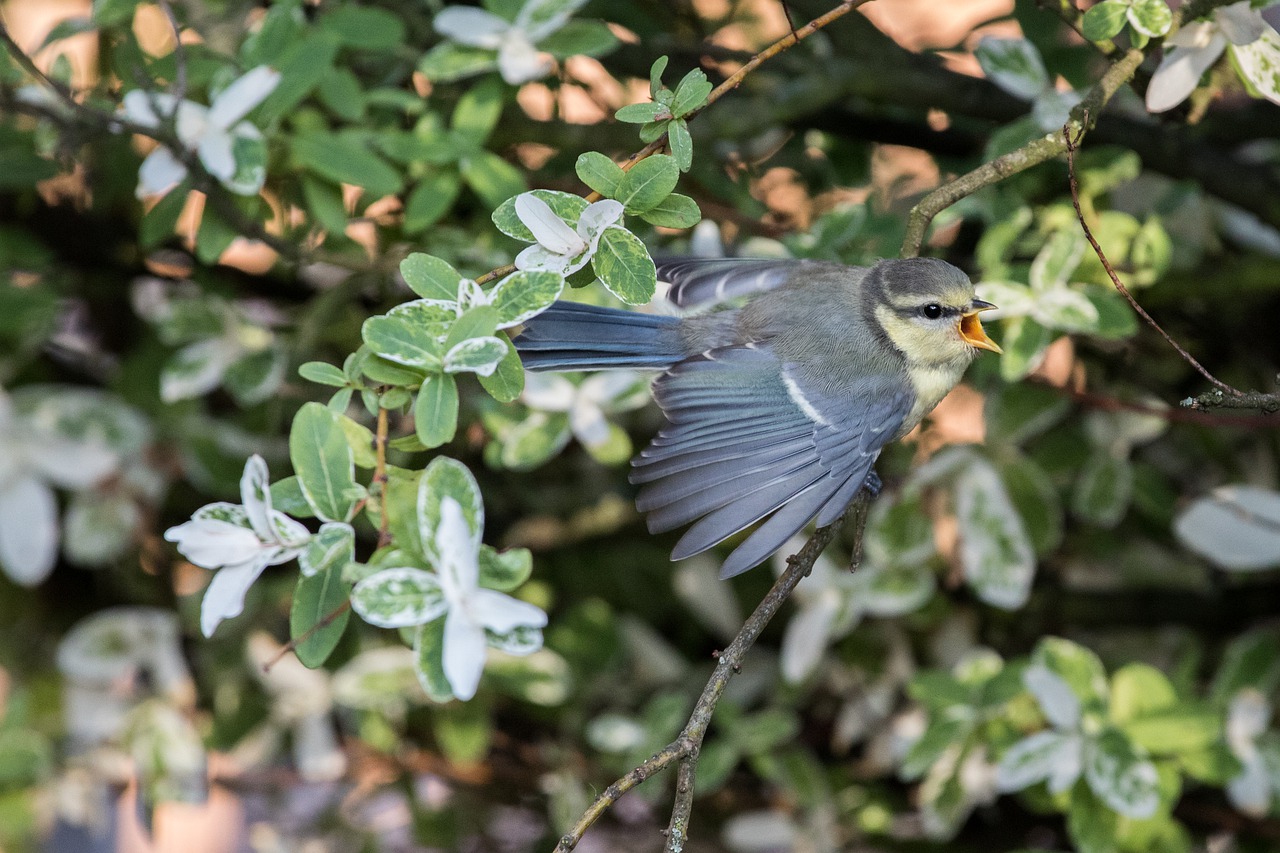 tit  young bird  songbird free photo