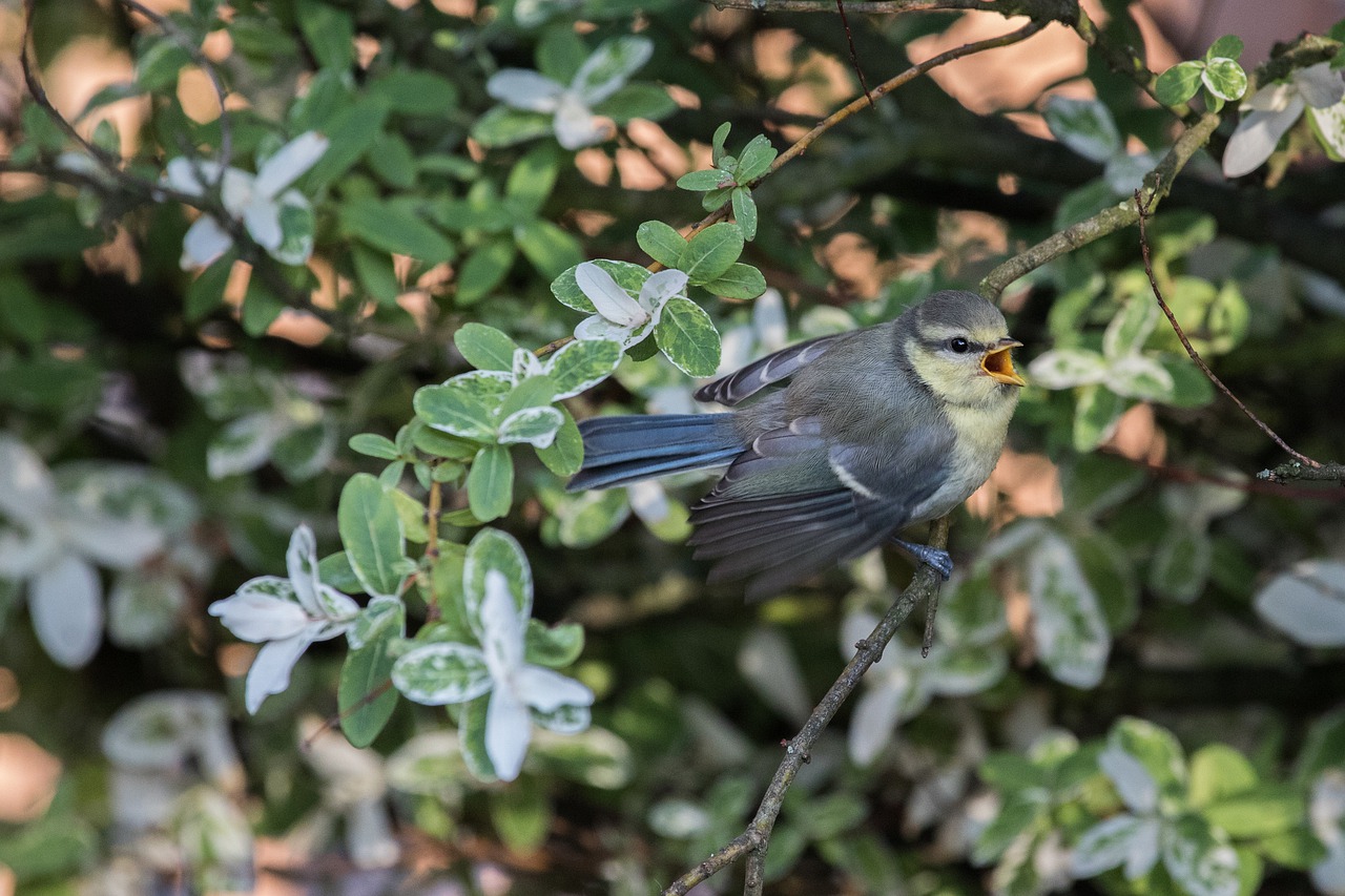 tit  young bird  bird free photo