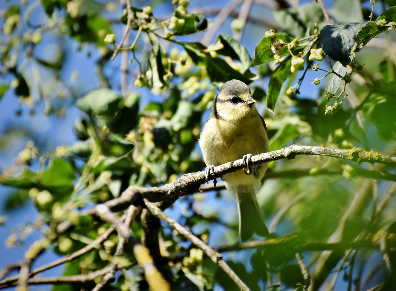 tit  songbird  bird free photo