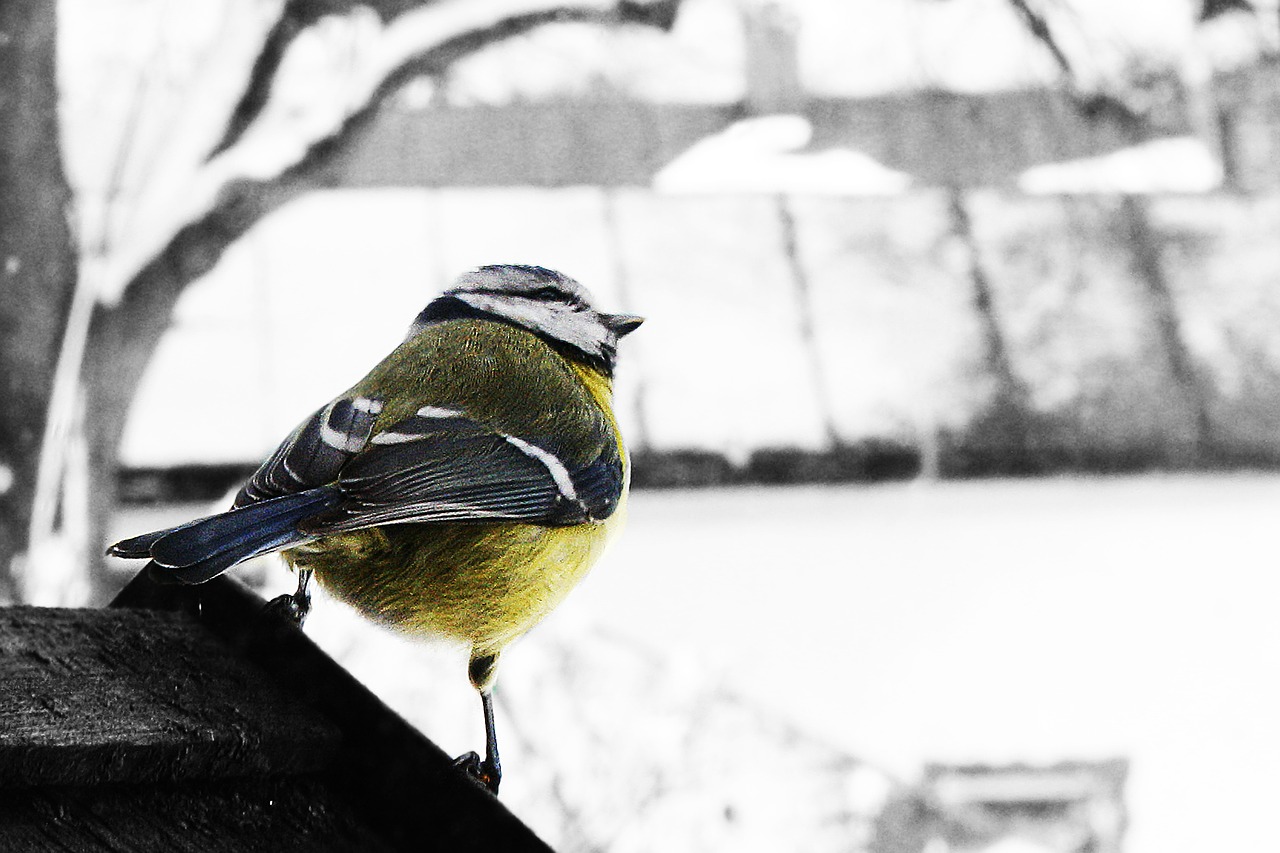 tit winter snow free photo