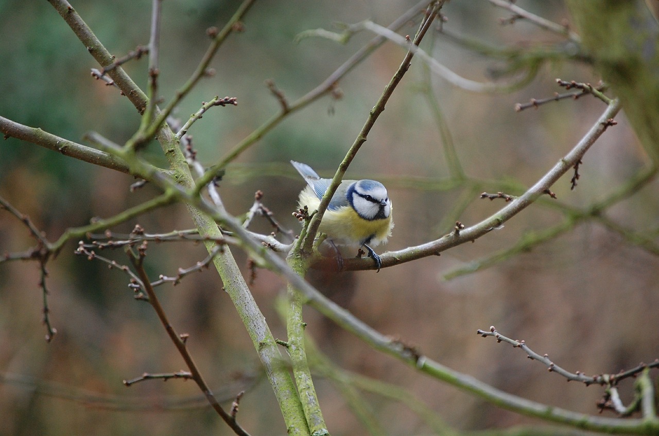 tit bird blue tit free photo