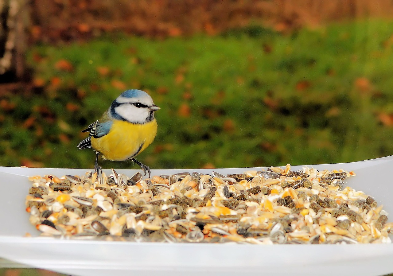 tit bird feed free photo