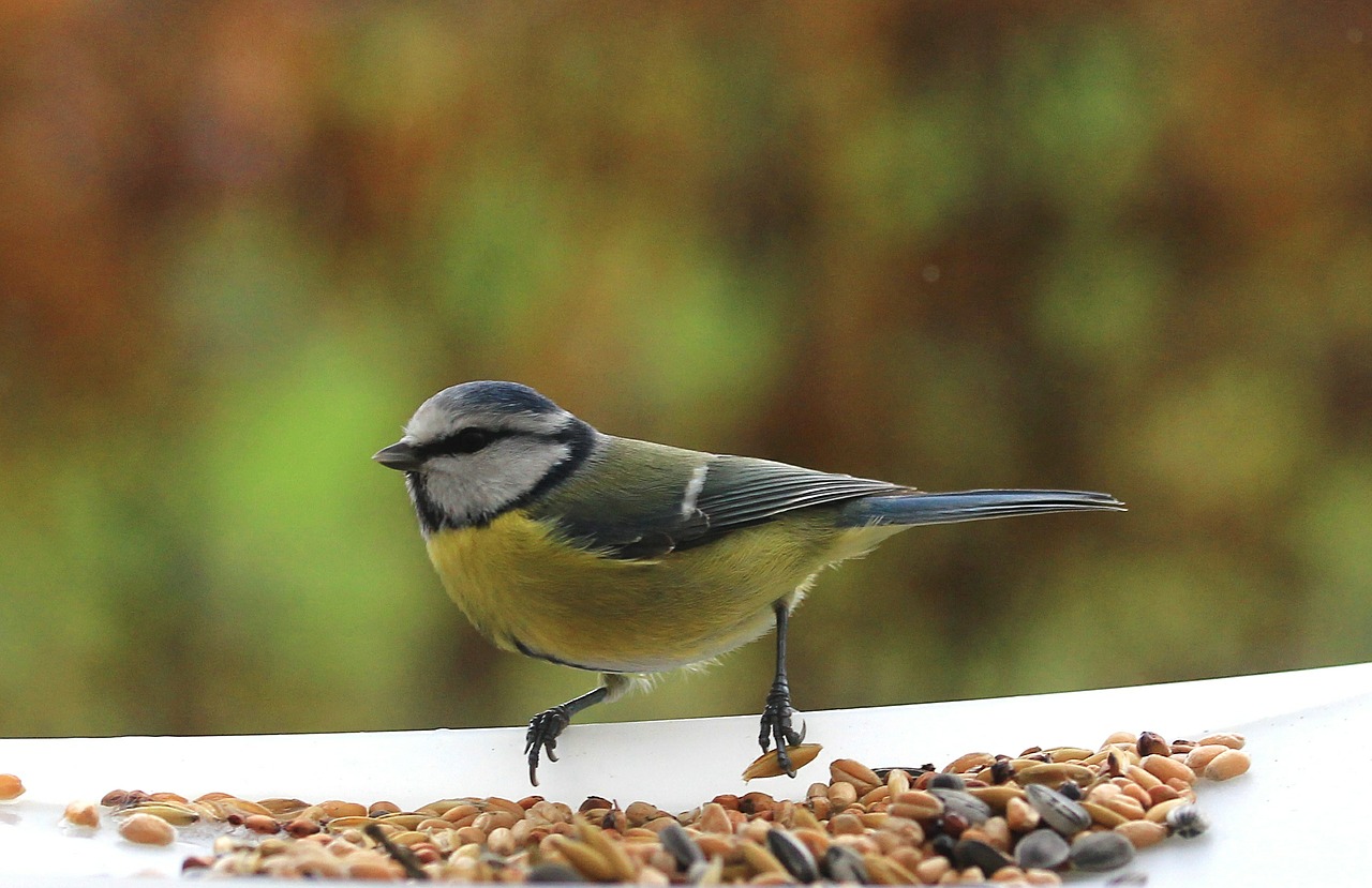 tit bird nature free photo