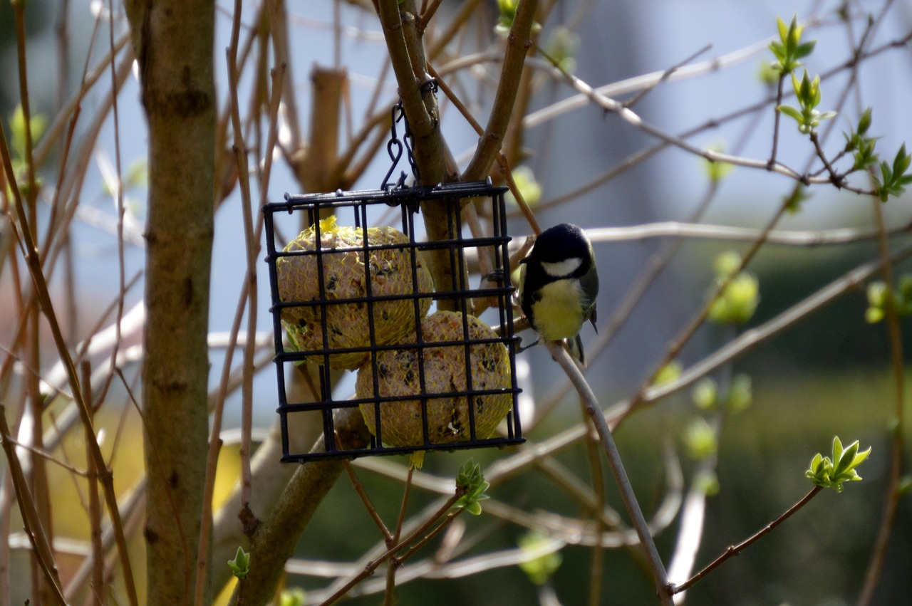 tit bird bird seed free photo