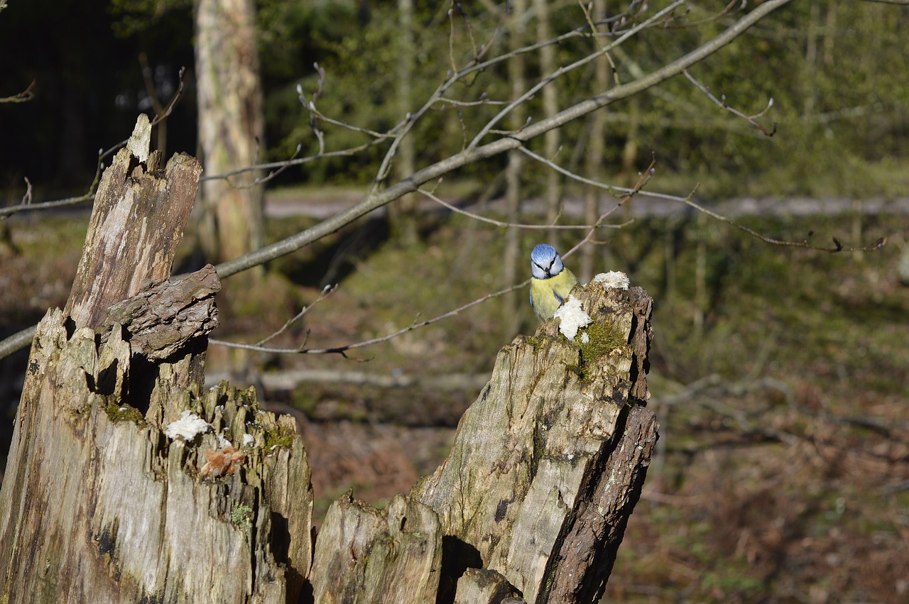 tit helsinki seurasaari free photo