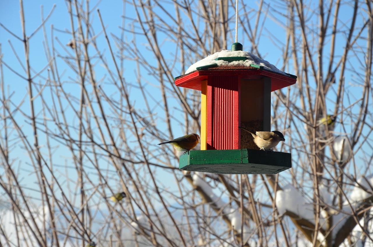 tit bird feeding bird feeders free photo