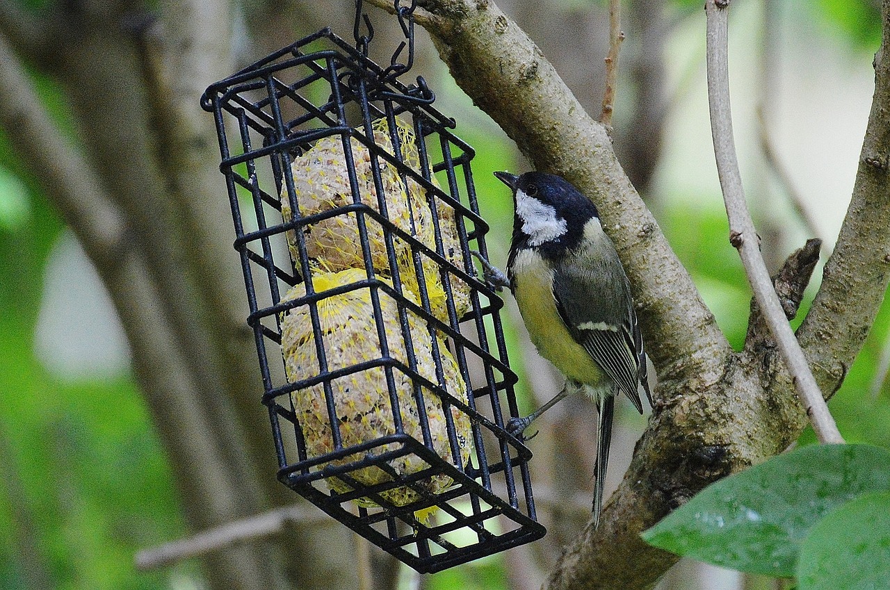 tit bird fly free photo