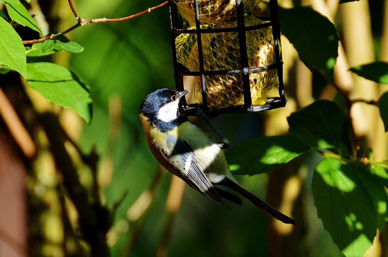 tit bird bird seed free photo