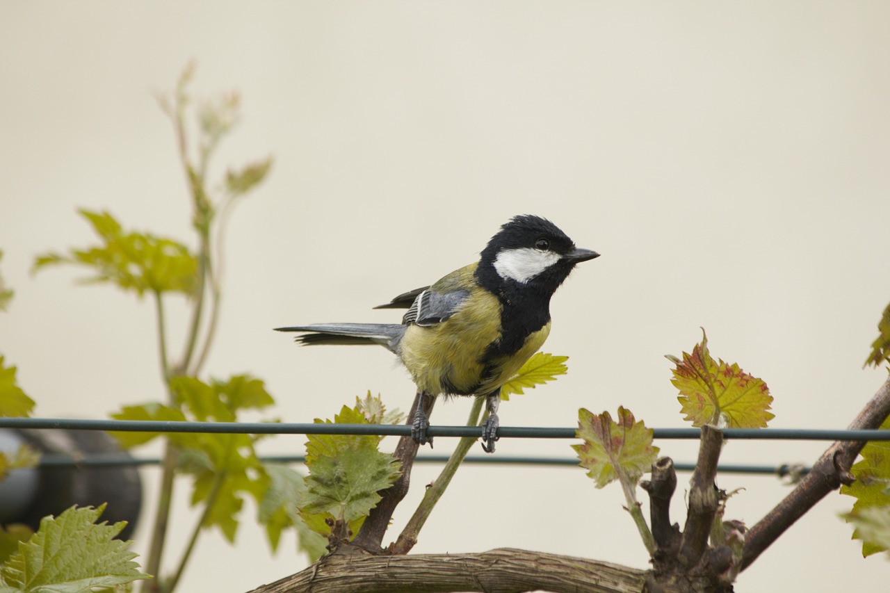 tit bird animal free photo