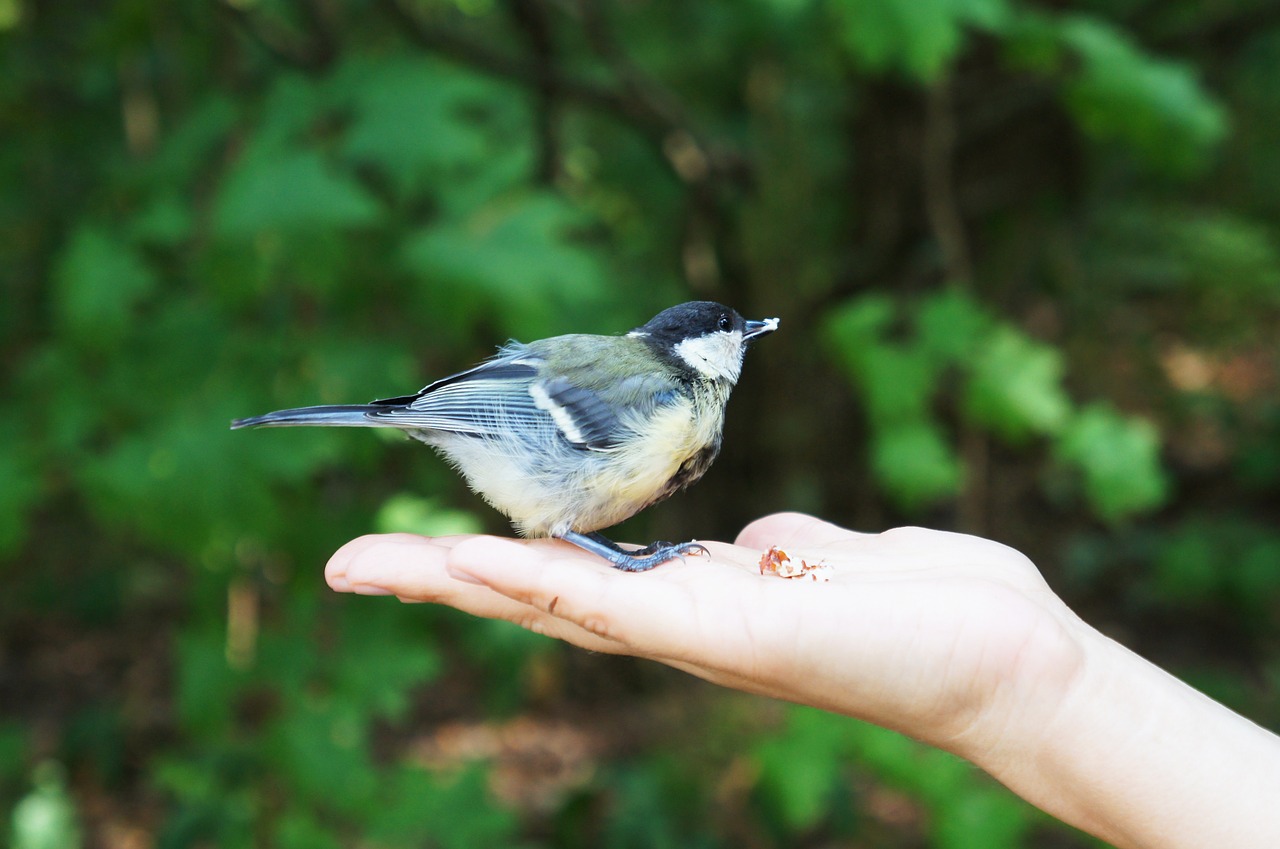 tit bird nature free photo