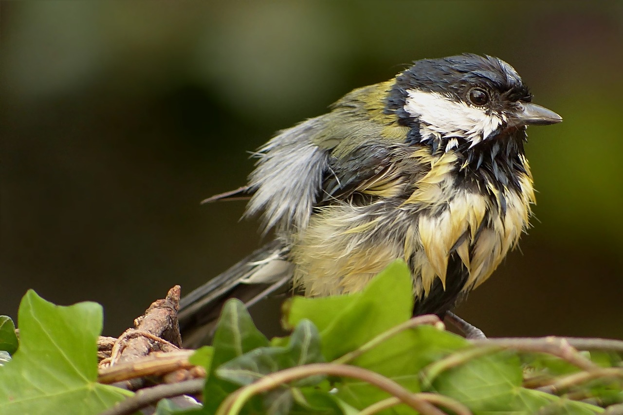 tit bird small free photo