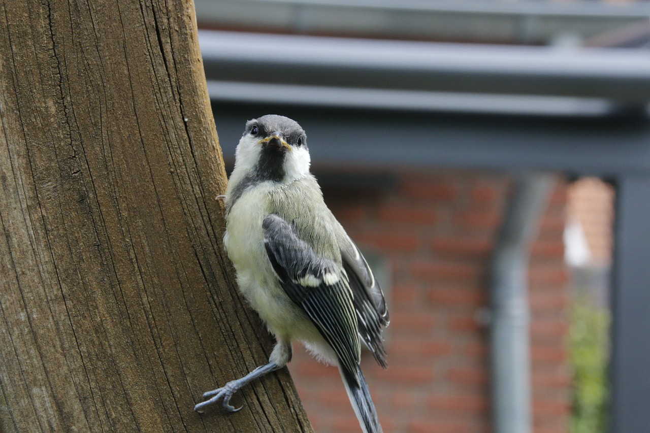 tit sunny garden free photo