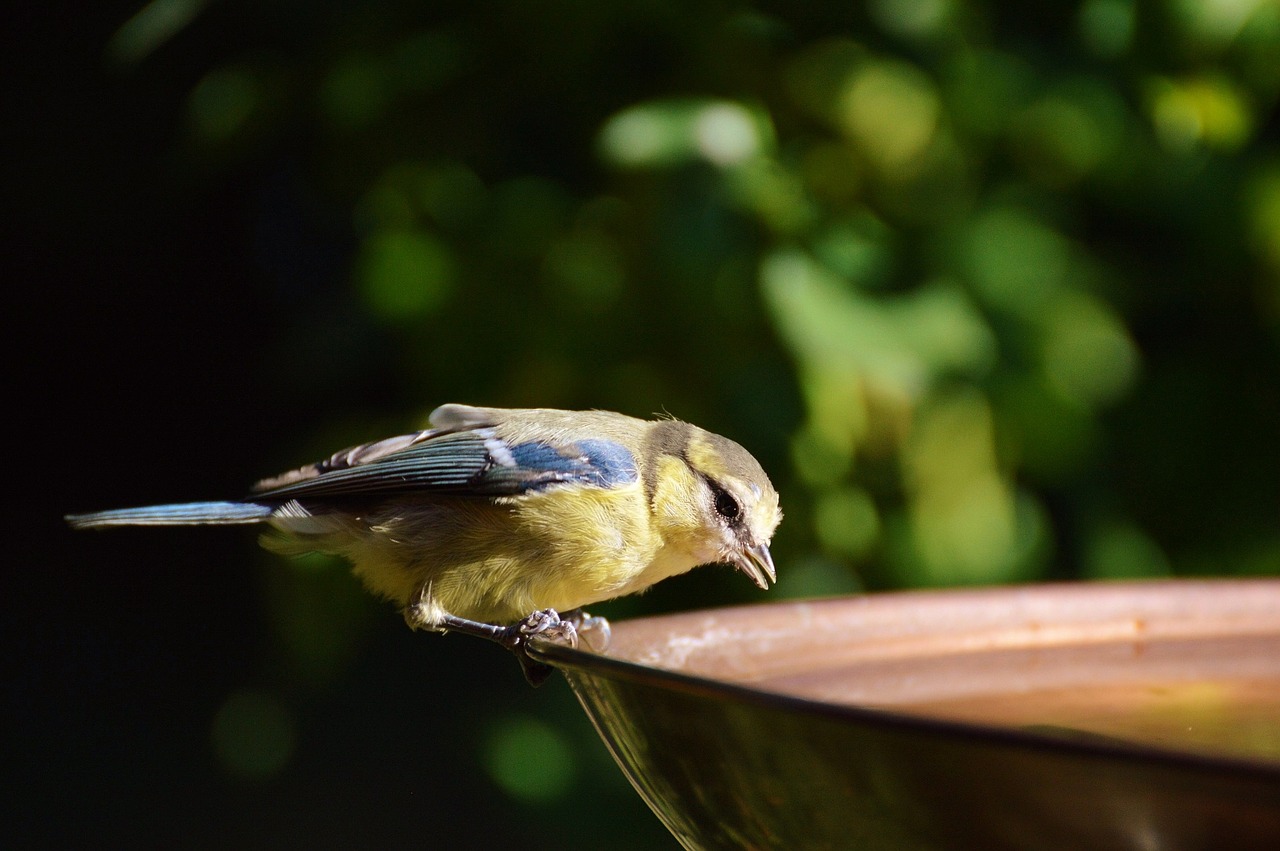 tit water drink free photo