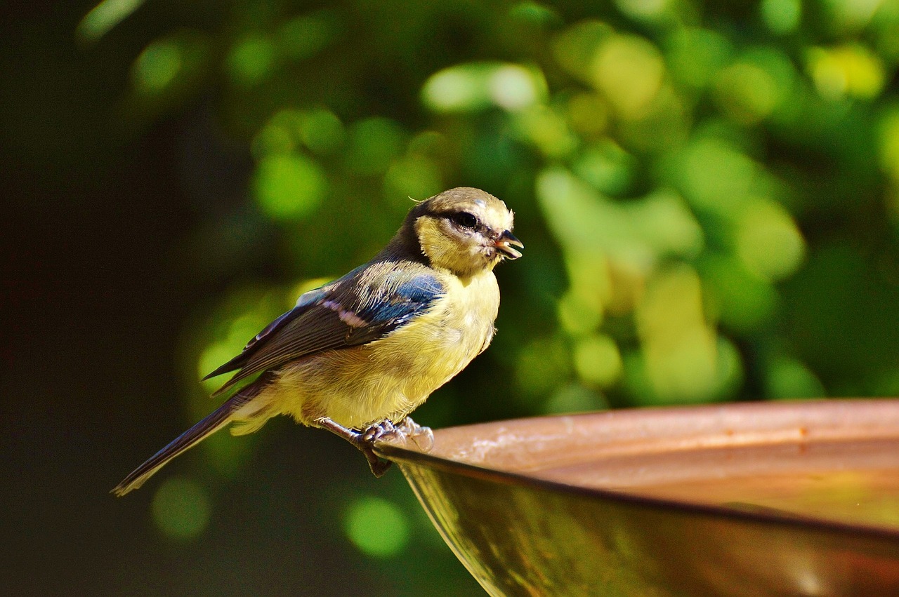 tit water drink free photo