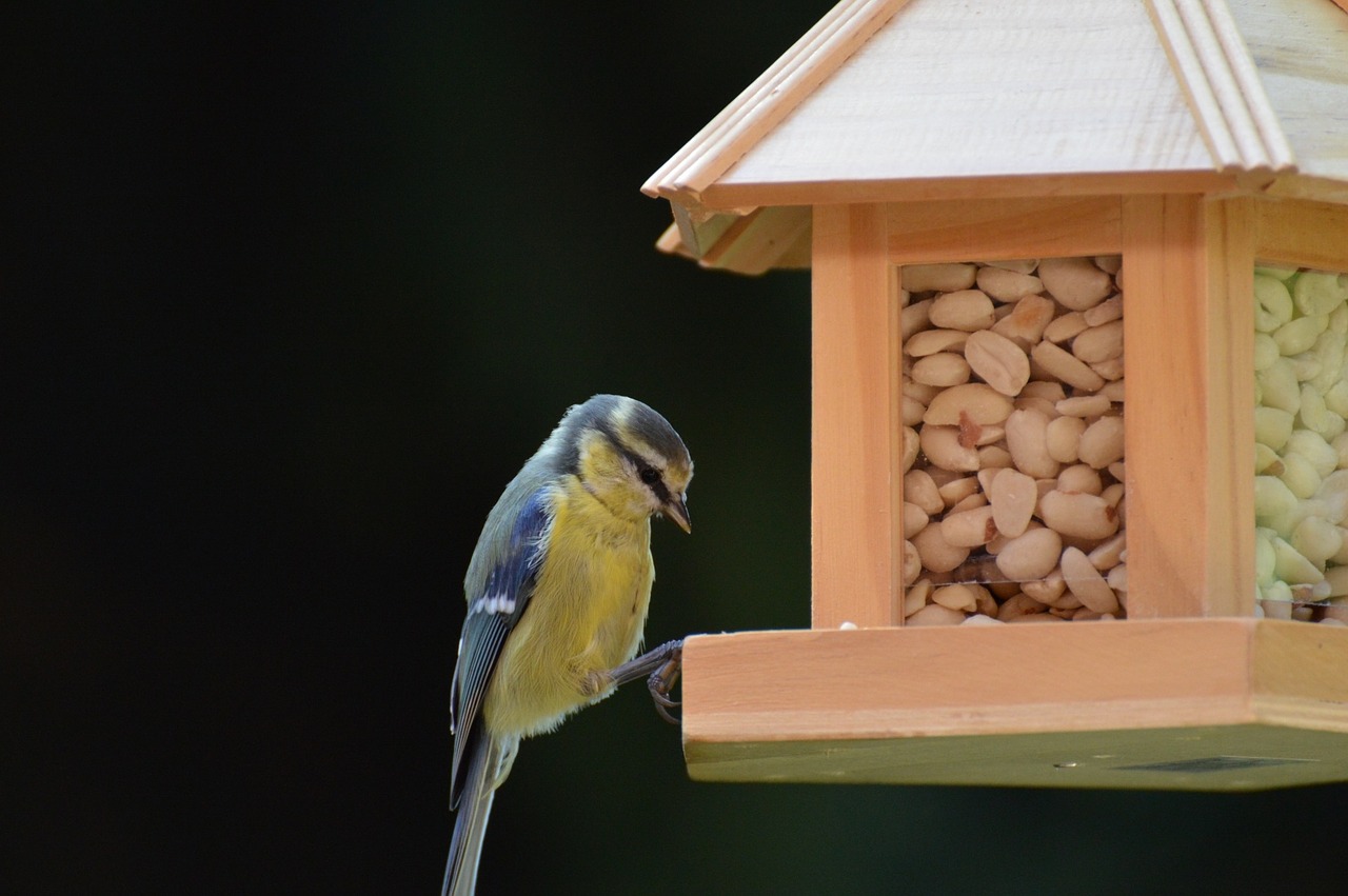 tit bird bird seed free photo