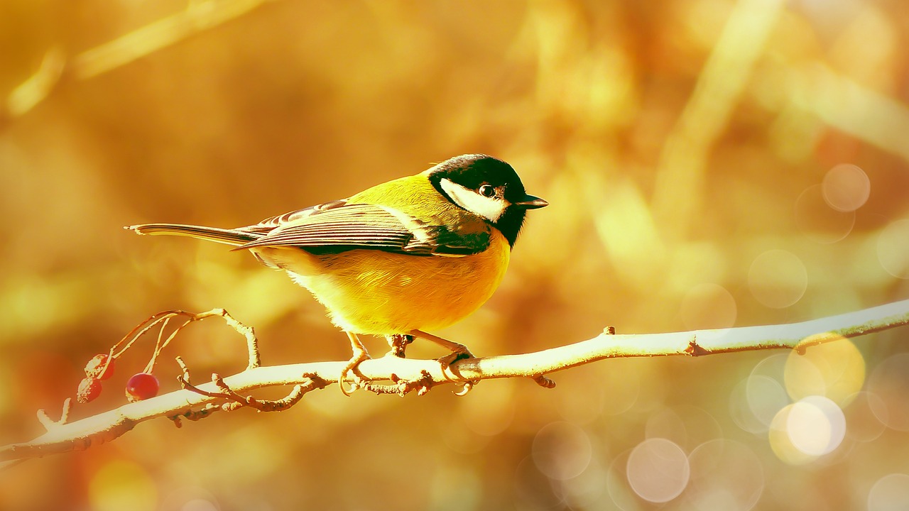 tit great tit  bird  eyes free photo