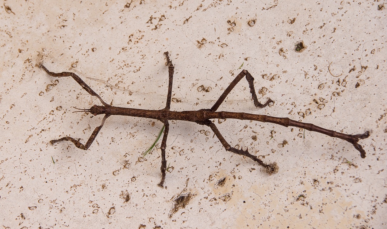 titan stick insect stick insect insect free photo
