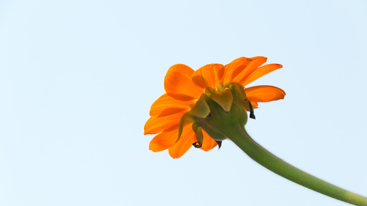 tithonia mexican sunflower flower free photo