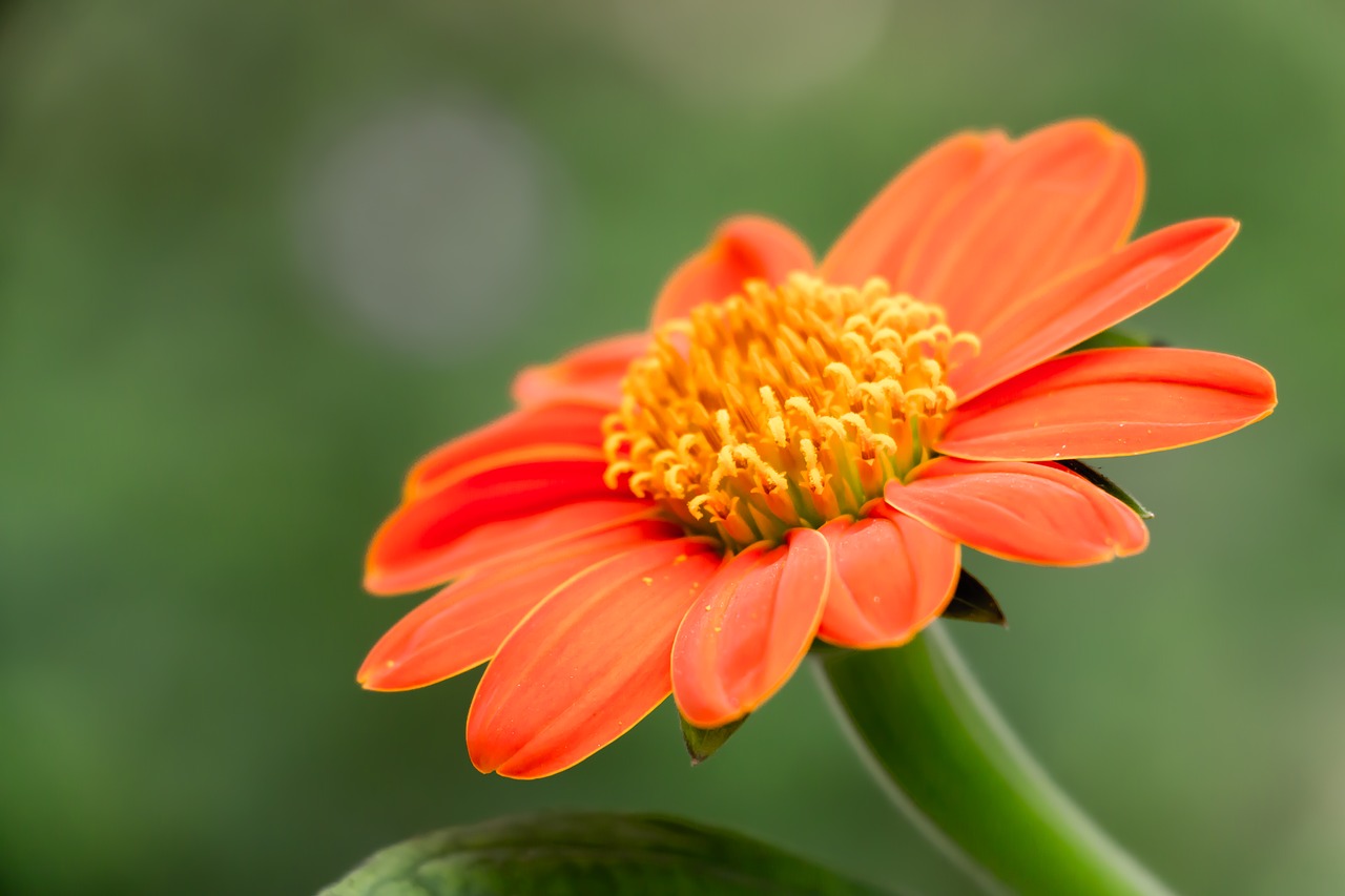 tithonia mexican sunflower flower free photo