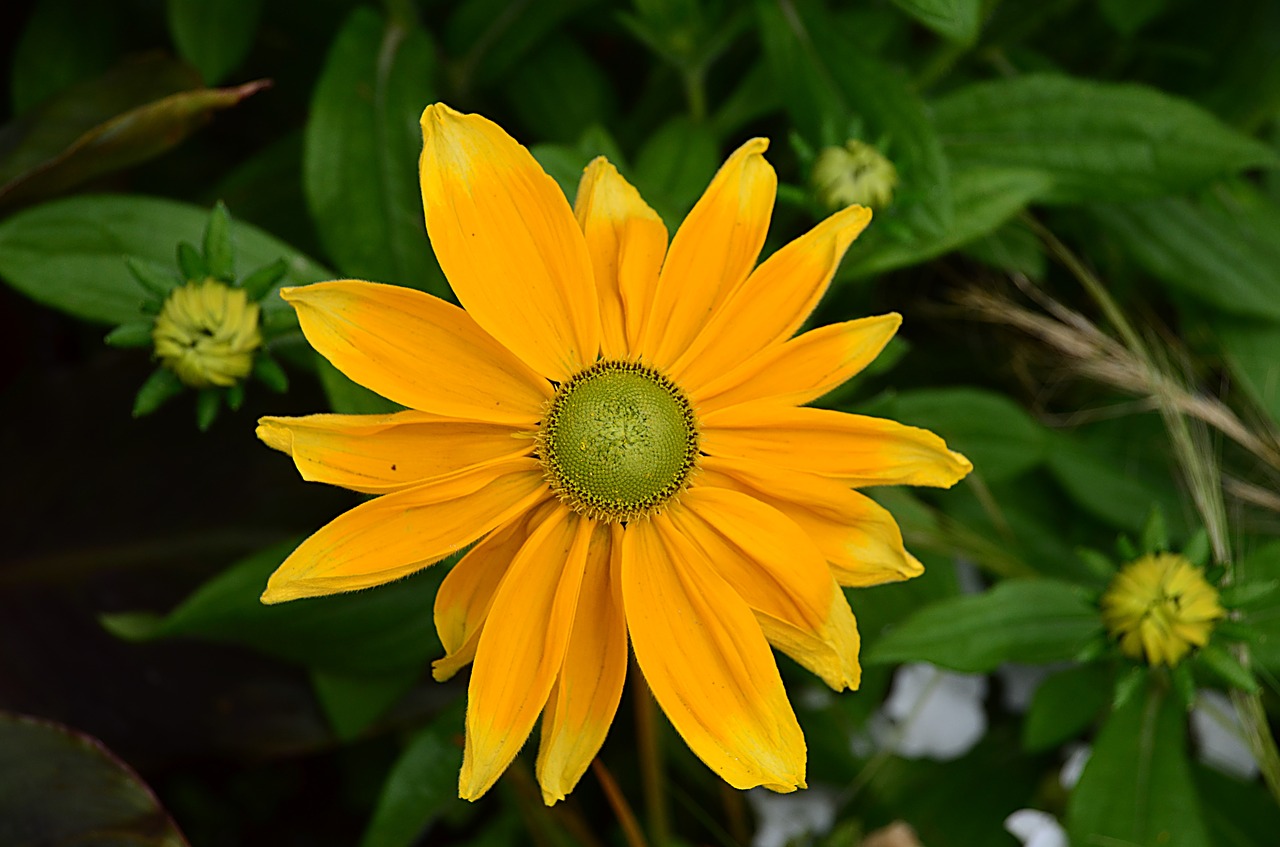tithonia diversifolia mexican sunflower flower free photo