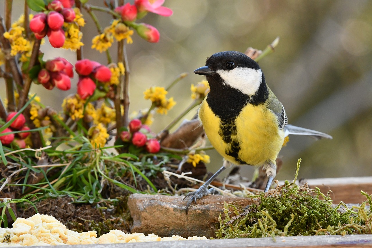 titmouse  bird  colors free photo