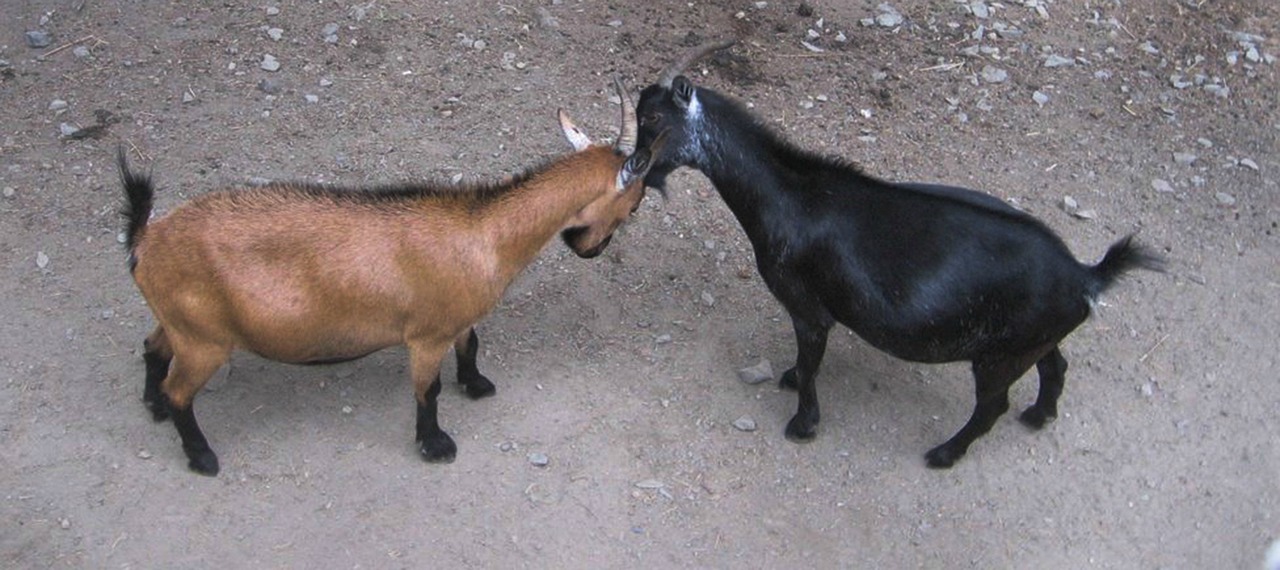 tits goat cap free photo