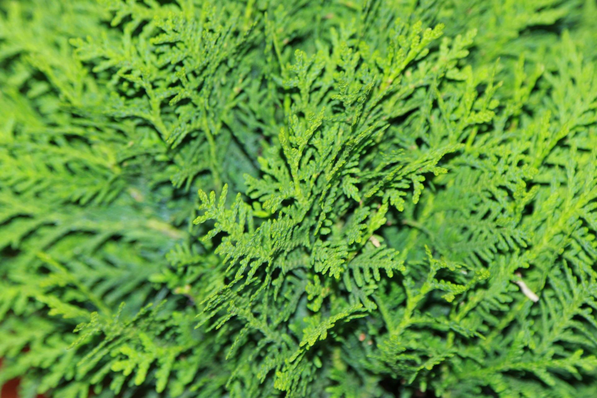 background green fern free photo