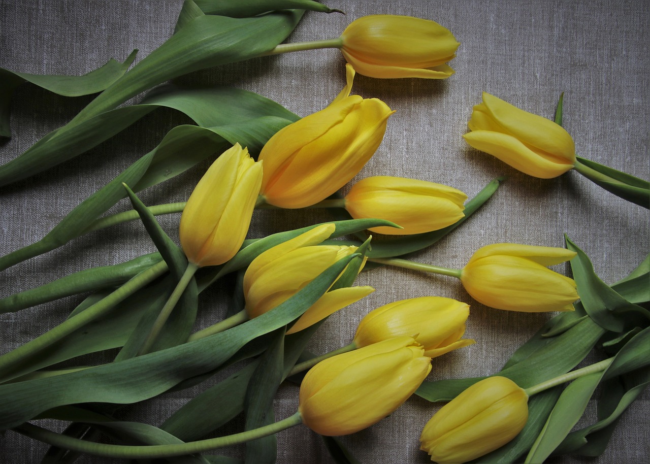 to celebrate  mother's day  tulips free photo