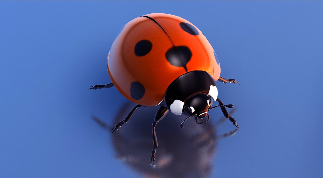 to start beetle lucky ladybug free photo
