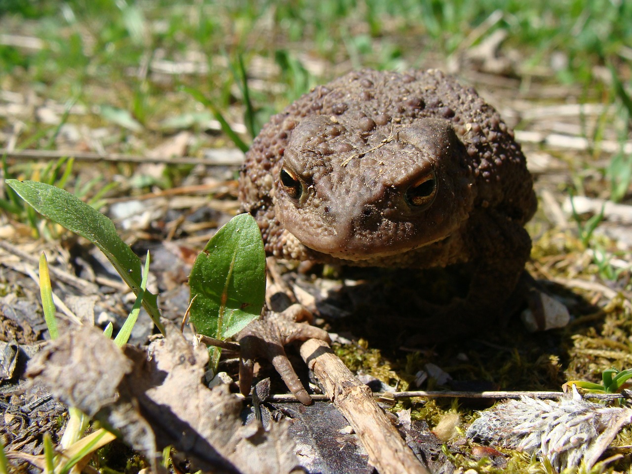 toad animal world amphibian free photo