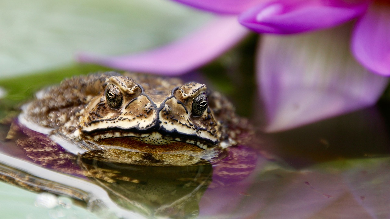 toad frog tadpoles free photo