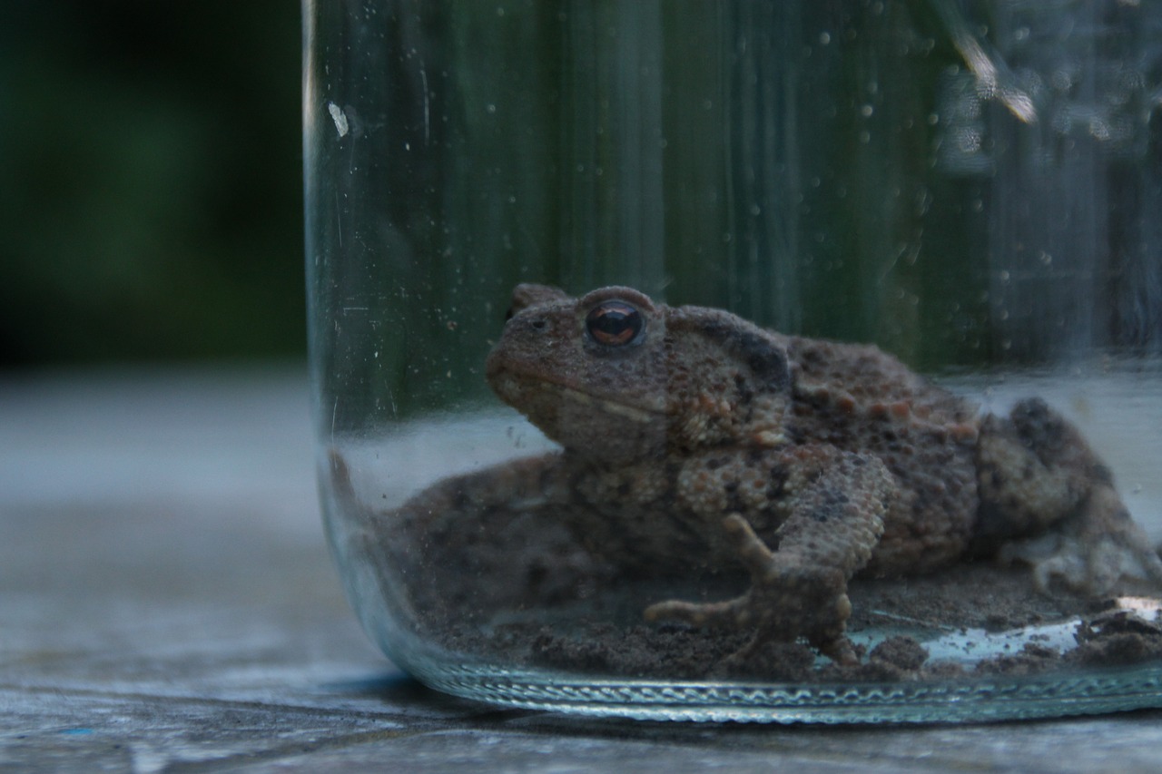 toad weatherman animal free photo
