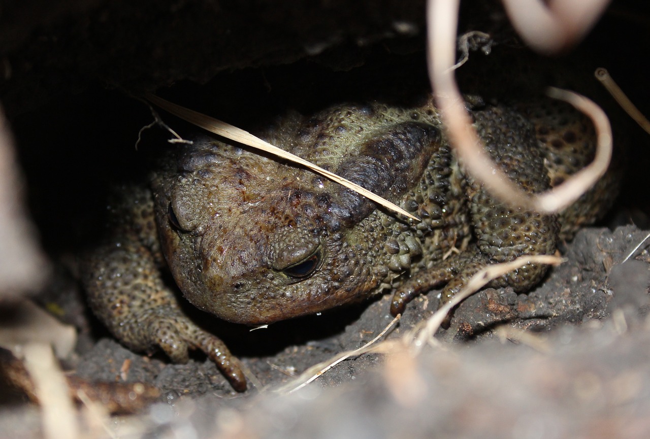toad campaign amphibian free photo