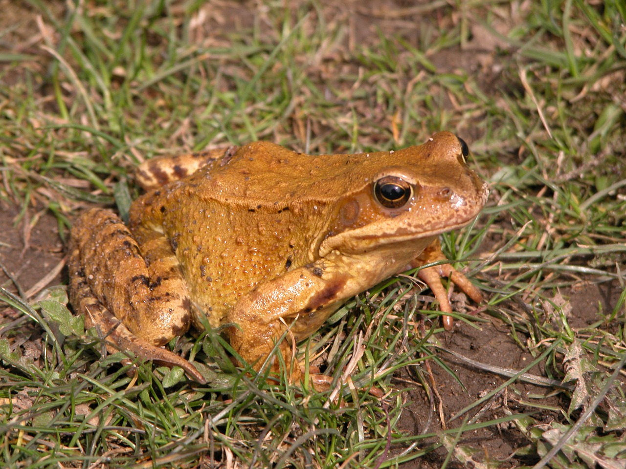 toad animal nature free photo